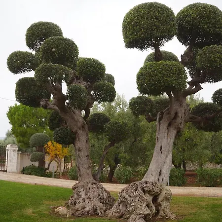 Forester - Puglia Mia